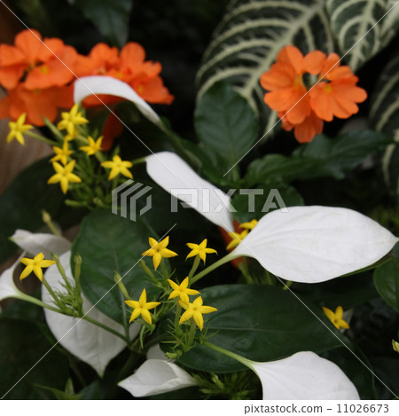 Conlonka Conlonka 11026673