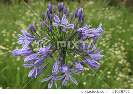  Agapanthus 11026701
