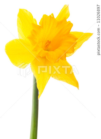 Daffodil flower or narcissus isolated on white background cutout Daffodil flower or narcissus isolated on white background cutout 11026897