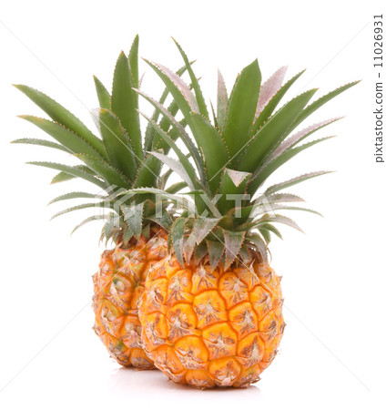 Pineapple tropical fruit or ananas Pineapple tropical fruit or ananas 11026931