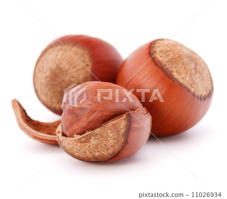 hazelnut or filbert nut isolated on white background cutout 11026934