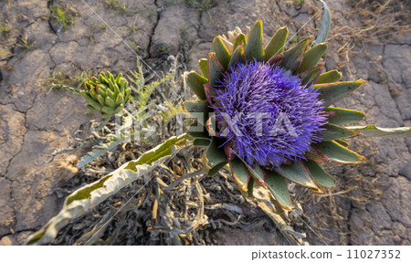 artichoke flower on the ground-圖庫照片 [11027352] - pixta