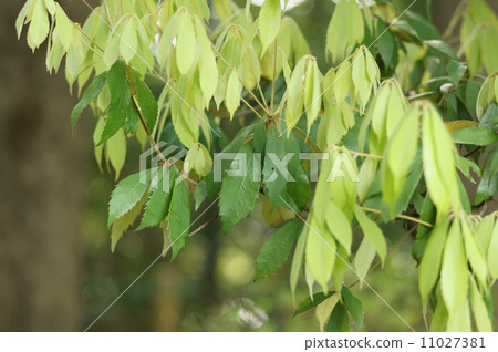 Ichigashi第一名Oak Quercus gilva Blume 11027381
