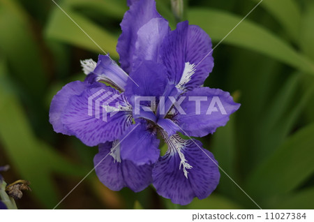 Ichihatsu第一個Iris tectorum 11027384