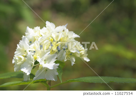 Hanifuki · Hydrangea Hanifuki · Hydrangea 11027554