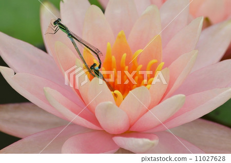 睡蓮和蜻蜓 睡蓮和蜻蜓 11027628