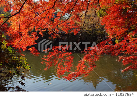 Inokashira公園秋葉 Inokashira公園秋葉 11027684