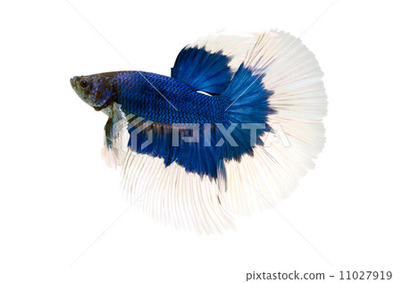 Siamese Fighting Fish isolated on white 11027919