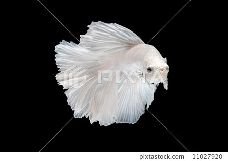 fighting fish, betta on black background fighting fish, betta on black background 11027920