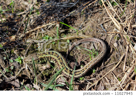 gray lizard on the ground 11027945