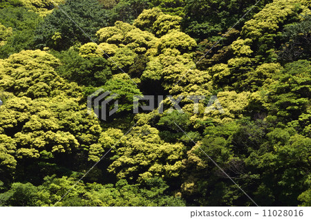 Fresh green mountain Fresh green mountain 11028016