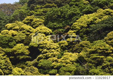 Fresh green mountain Fresh green mountain 11028017