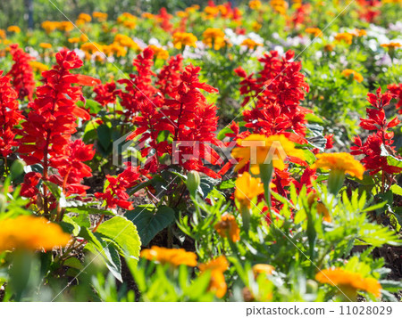 Salvia Splendens Salvia Splendens 11028029