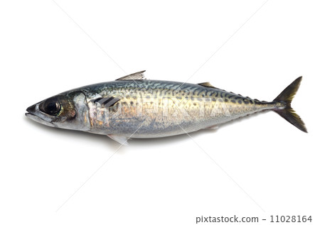 Sesame seed 11028164