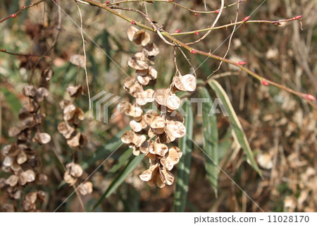 Seed of place Seed of place 11028170