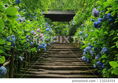 Meitetsuin的繡球花 11028354