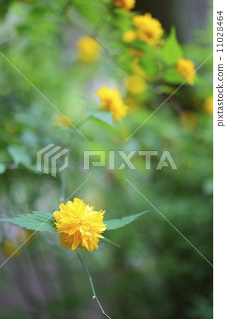 Yae Yamabuki 11028464