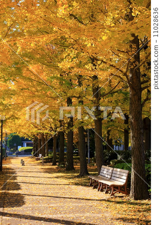 銀杏的黃葉在宇都宮/車站東公園 11028636