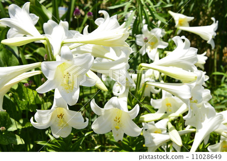 White firearmillery lilies 11028649
