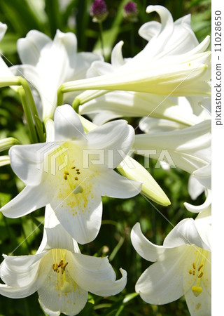 白色火器百合 11028650