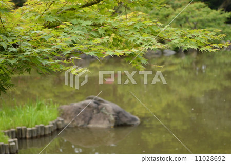 Bamboo of the garden 11028692