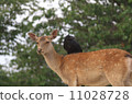 Deer and crow 11028728