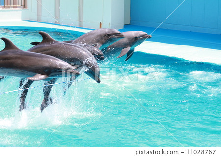 Dolphin Show Dolphin Show 11028767