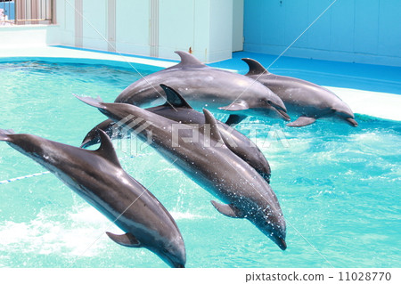 Dolphin Show Dolphin Show 11028770