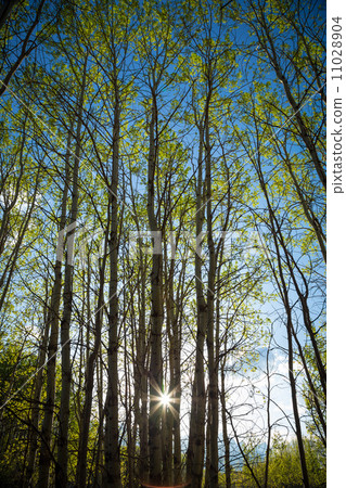 Springtime Aspen Trees 11028904