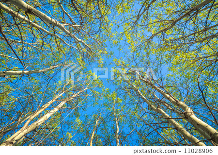 Springtime forest canopy 11028906