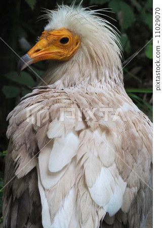 Egyptian Vulture 11029070