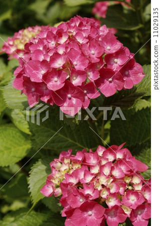 繡球花08 11029135