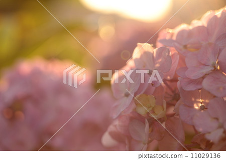 黃昏的繡球花 11029136