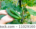 Cucumber Harvest 11029160