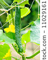 Cucumber 11029161