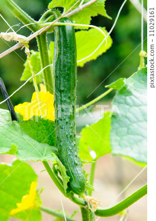 Cucumber 11029161