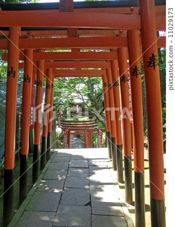 Inari Hill at Hanazono Inari Shrine (Ueno Park, Taito Ward, Tokyo) 11029173