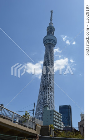 晴朗的天空樹 晴朗的天空樹 11029197