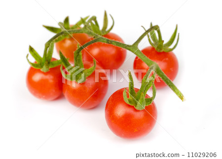 tomato vegetable . tomato vegetable . 11029206