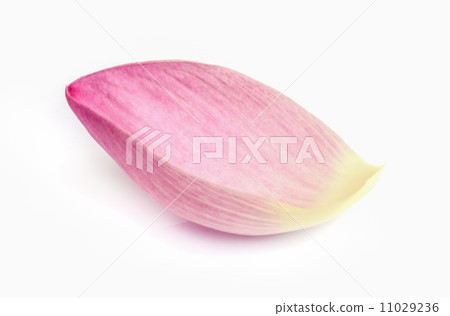 Pink lotus flower. Pink lotus flower. 11029236
