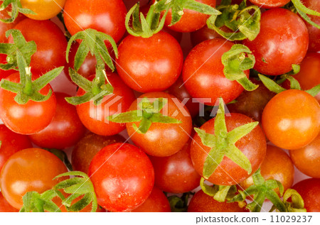 tomato vegetable . tomato vegetable . 11029237