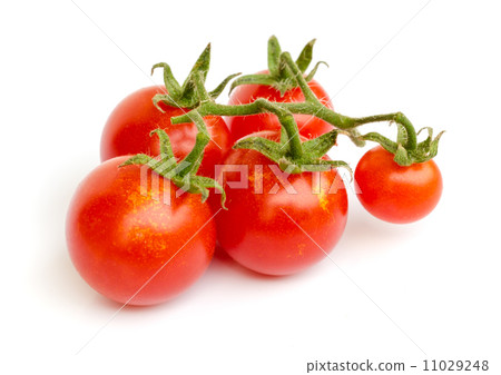 tomato vegetable . tomato vegetable . 11029248