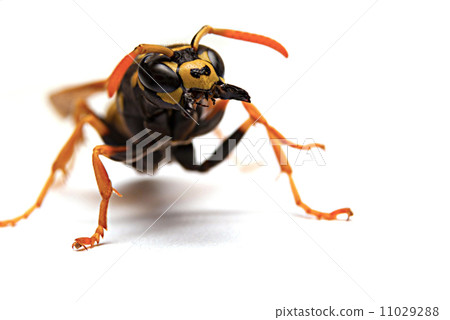 Wasp Wasp 11029288