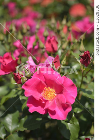 Play girl (rose) 11029336