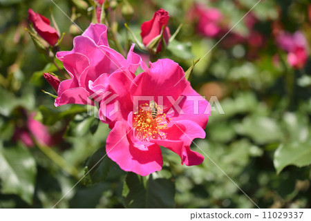 Play girl (rose) and bee 11029337