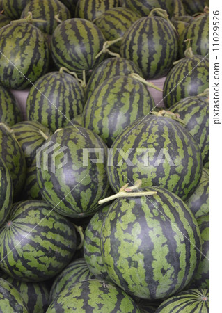 watermelon   11029526