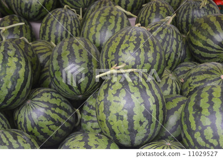 西瓜 11029527