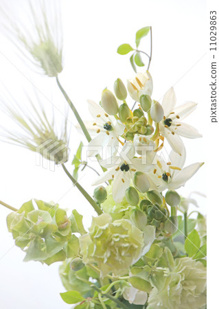 Flower plant Flower arrangement Flower arrangement Flower arrangement Flower arrangement Flower Spring cut flower bouquet fresh green leaf blue wheat carnation green fruit white flower white spring color fresh ornithogalam · arabicam kuroboshi ooh ama Orni Flower plant Flower arrangement Flower arrangement Flower arrangement Flower arrangement Flower Spring cut flower bouquet fresh green leaf blue wheat carnation green fruit white flower white spring color fresh ornithogalam · arabicam kuroboshi ooh ama Orni 11029863