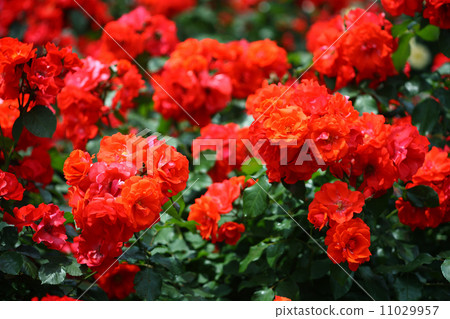 Red rose red Red rose red 11029957