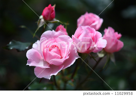 Rose of pink color 11029958